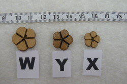 Modles W - X - Y